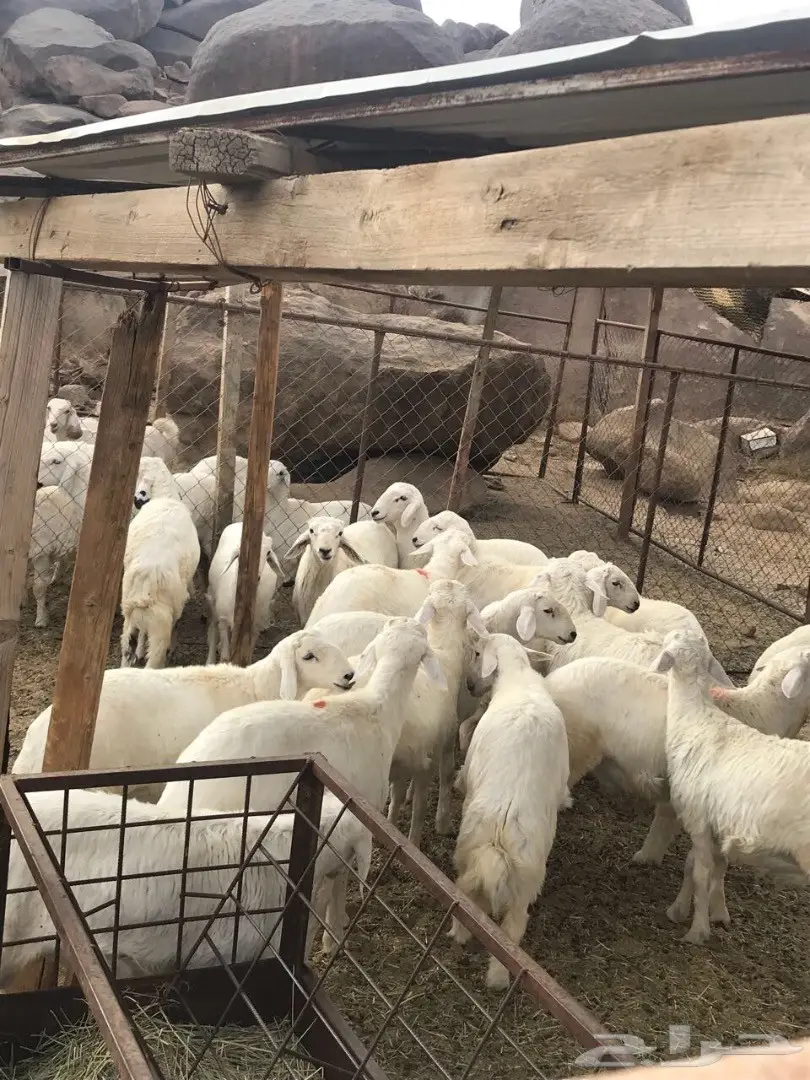 خرفان للبيع (image 7)