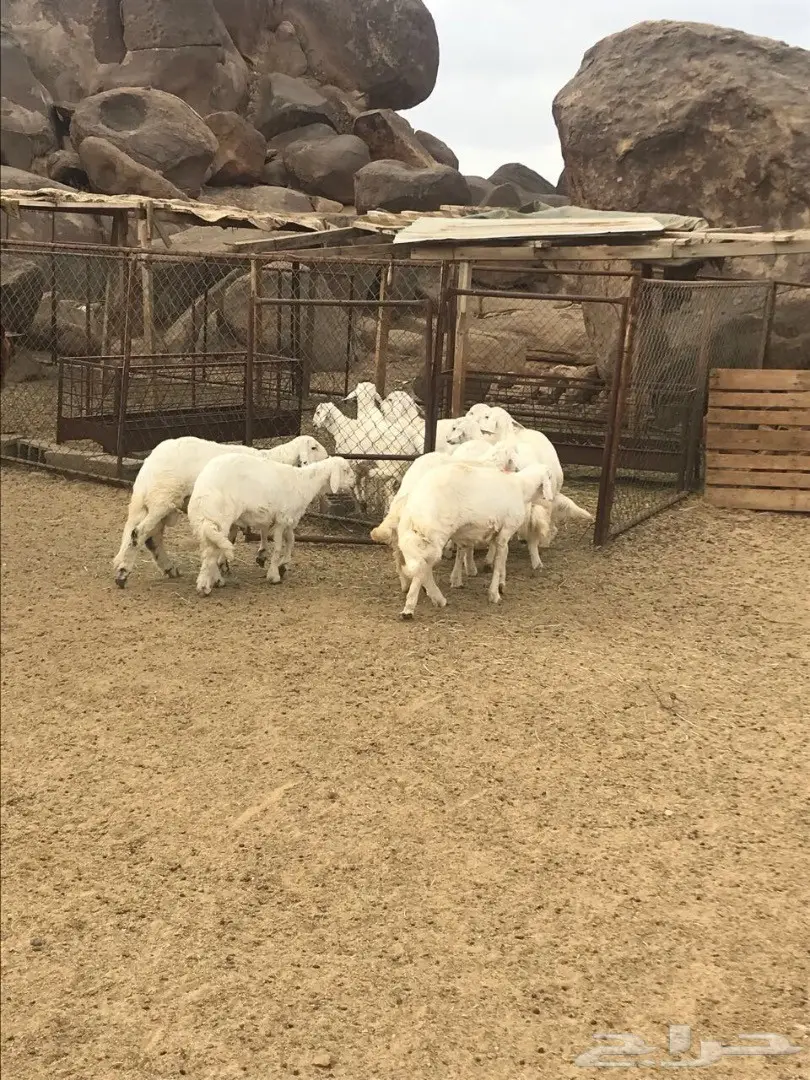 خرفان للبيع (image 8)