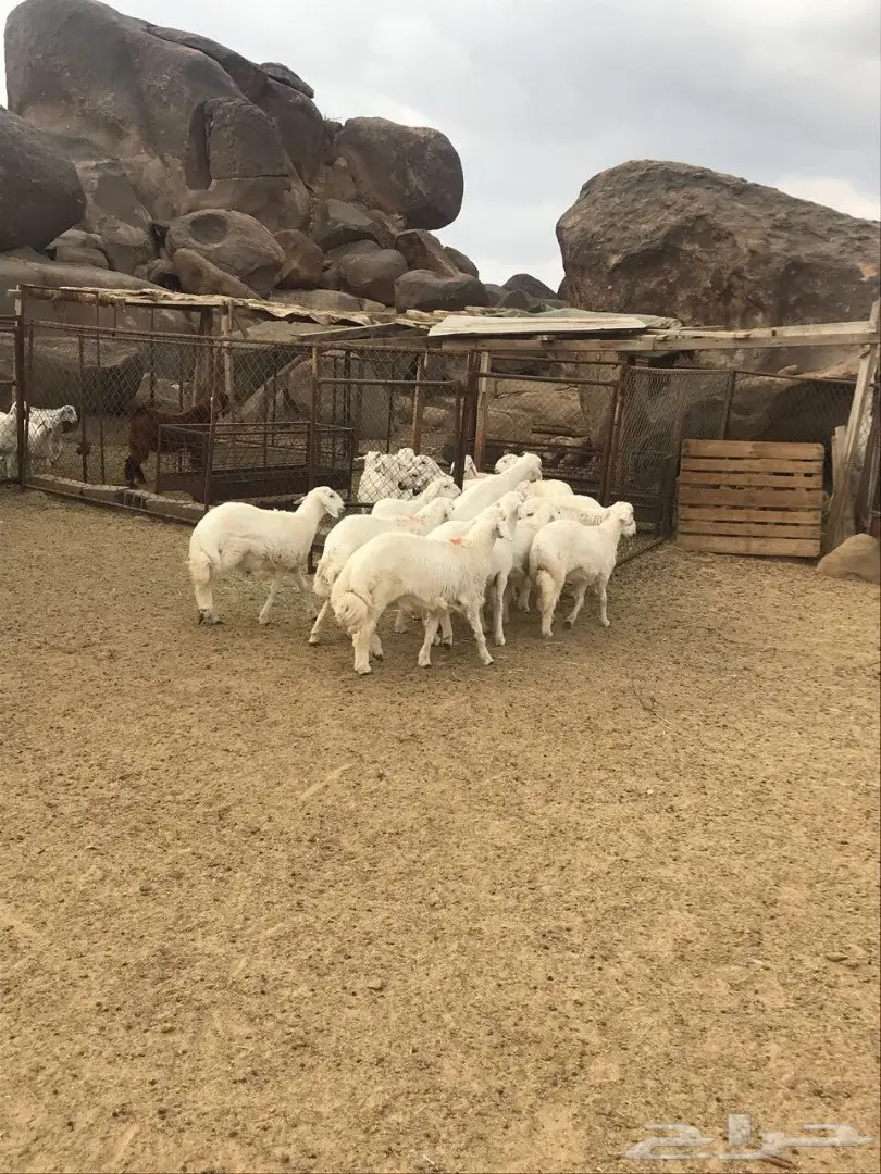 خرفان للبيع (image 9)