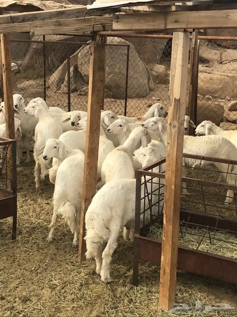 خرفان للبيع (image 10)