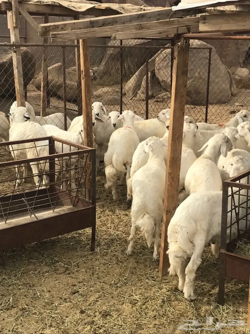 خرفان للبيع (image 11)