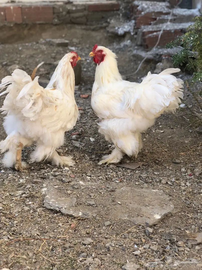 ديكين براهما