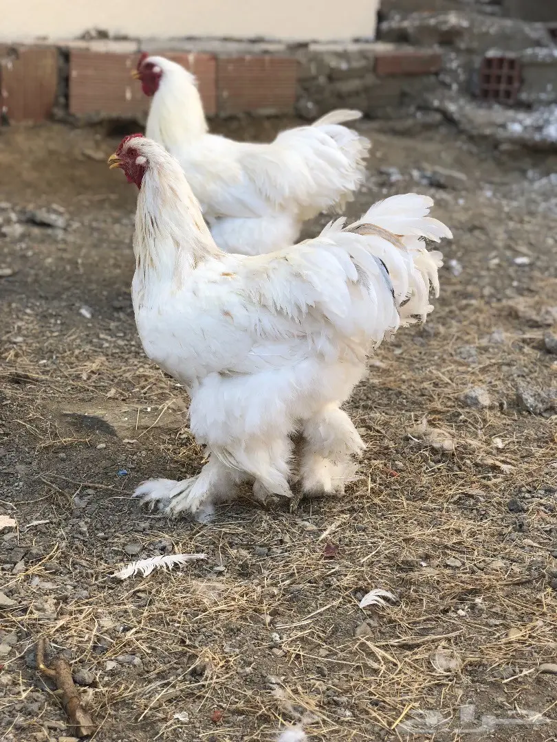 ديكين براهما - فرصة ذهبية! (image 1)