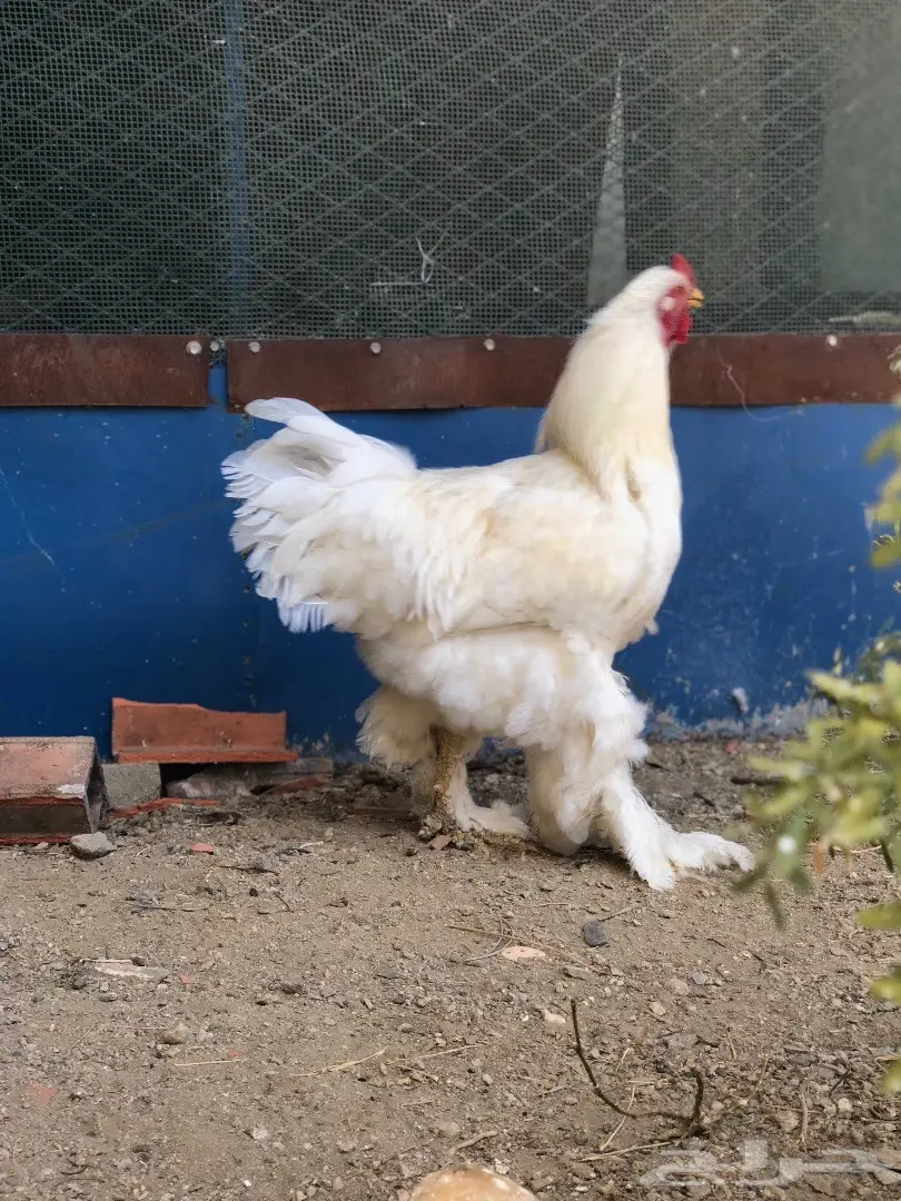 ديكين براهما - فرصة ذهبية! (image 3)