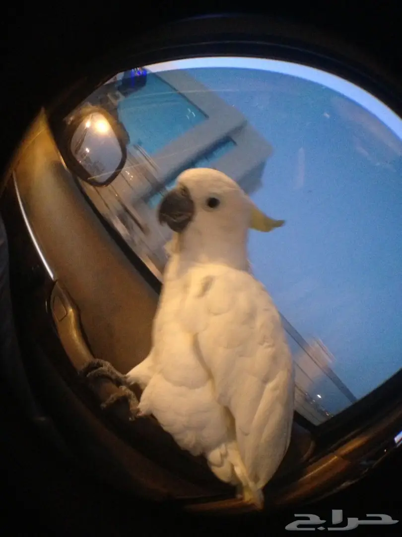 بغبغاء كاكاتو سيلفر فريد للبيع - أبها (image 4)