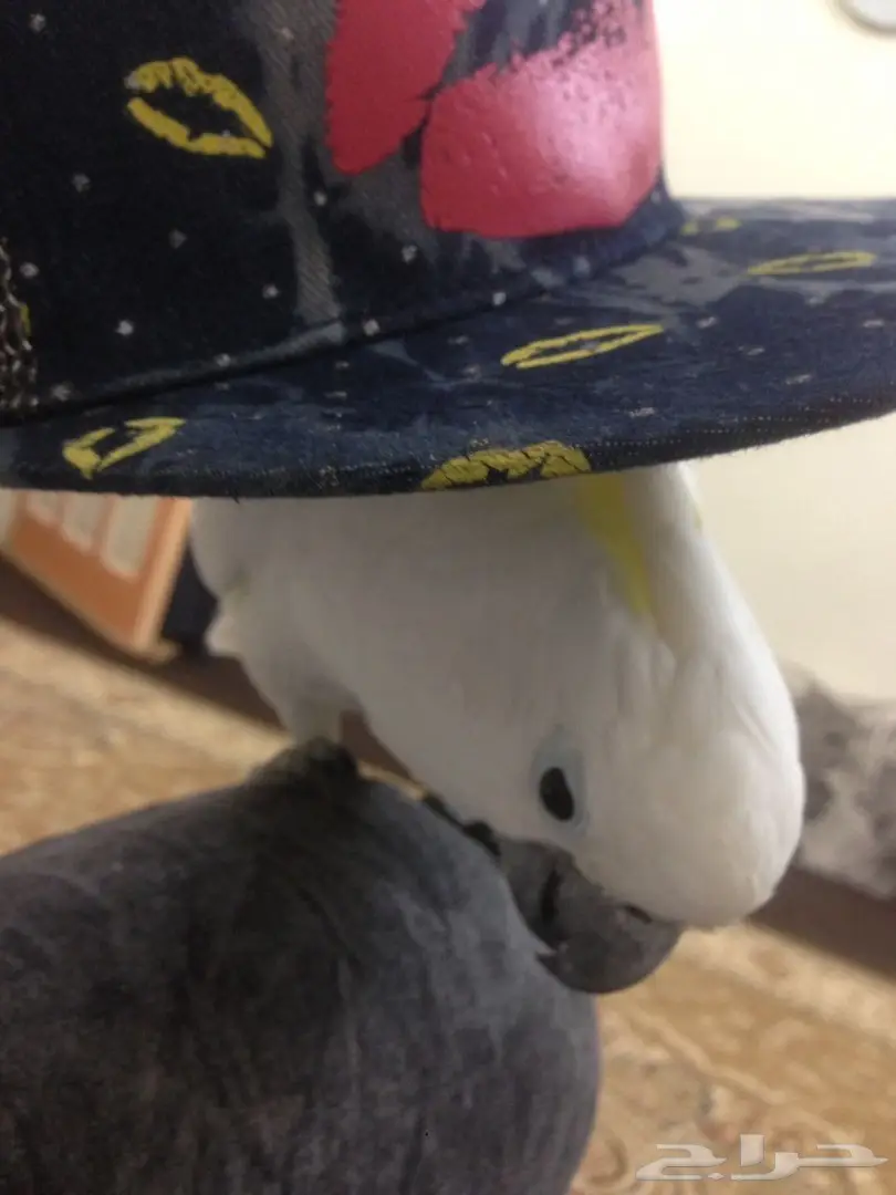 بغبغاء كاكاتو سيلفر فريد للبيع - أبها (image 7)