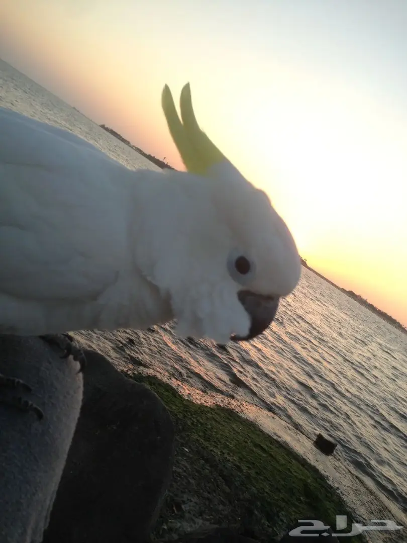 بغبغاء كاكاتو سيلفر فريد للبيع - أبها (image 8)