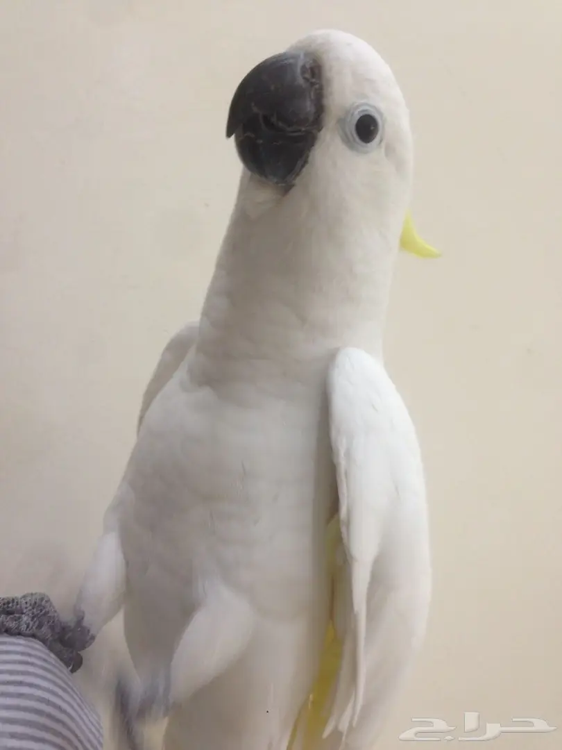 بغبغاء كاكاتو سيلفر فريد للبيع - أبها (image 9)