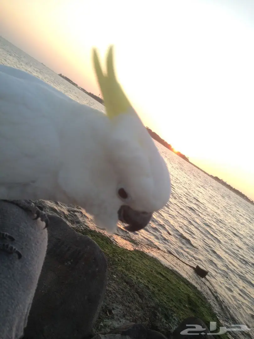 بغبغاء كاكاتو سيلفر فريد للبيع - أبها (image 10)