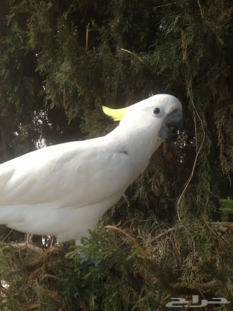 بغبغاء كاكاتو سيلفر فريد للبيع - أبها (image 12)