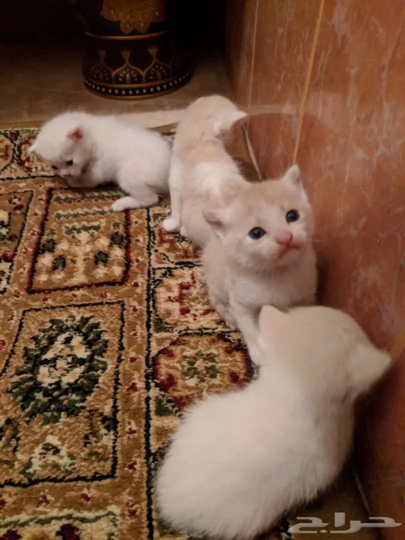 قطه امريكيه (image 7)