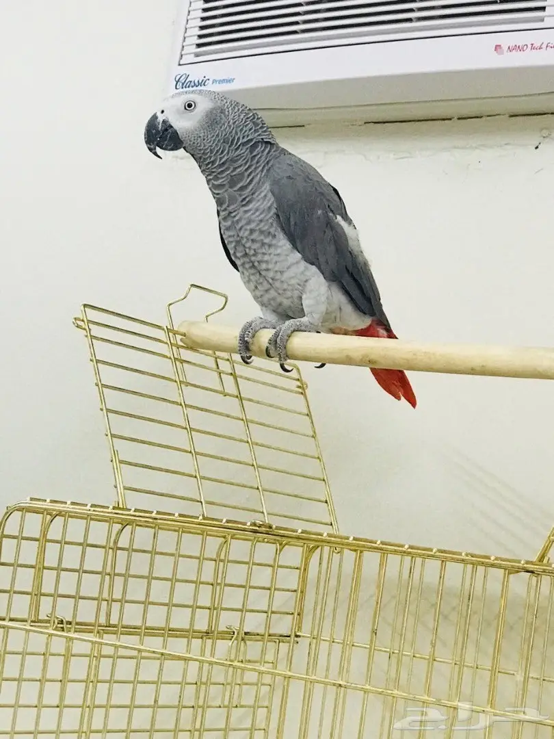 كاسكو افريقي 