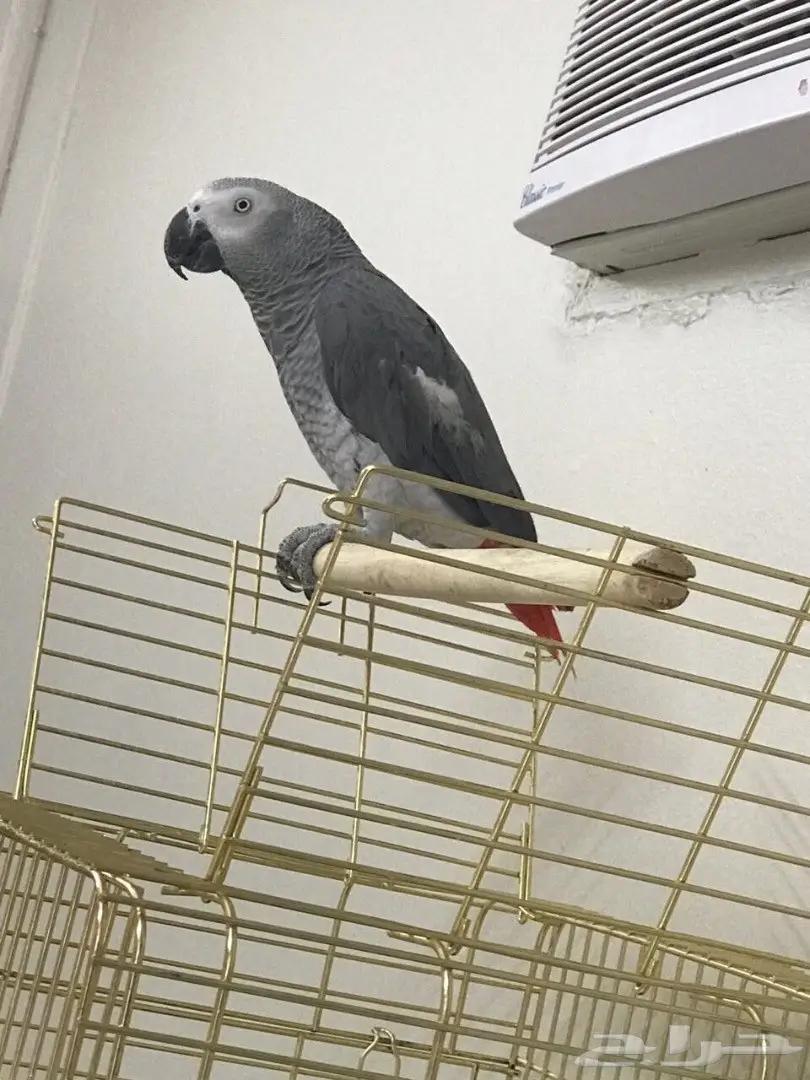 كاسكو افريقي  (image 1)