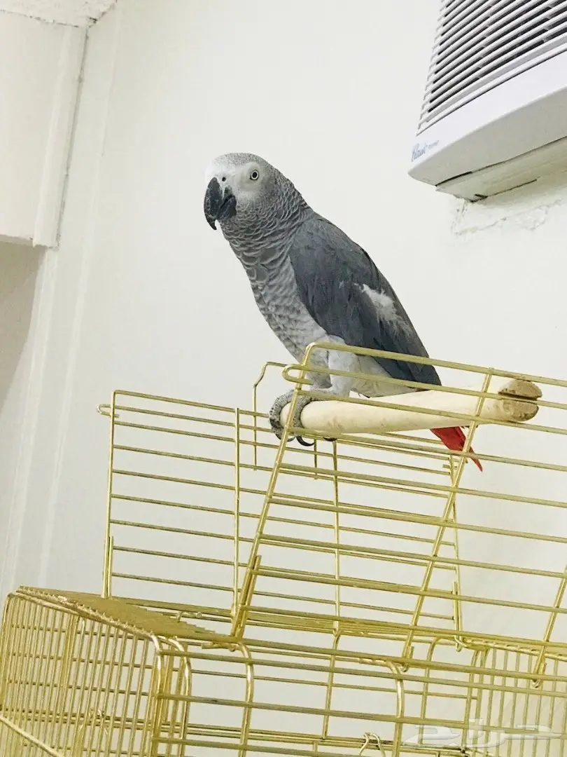 كاسكو افريقي  (image 2)