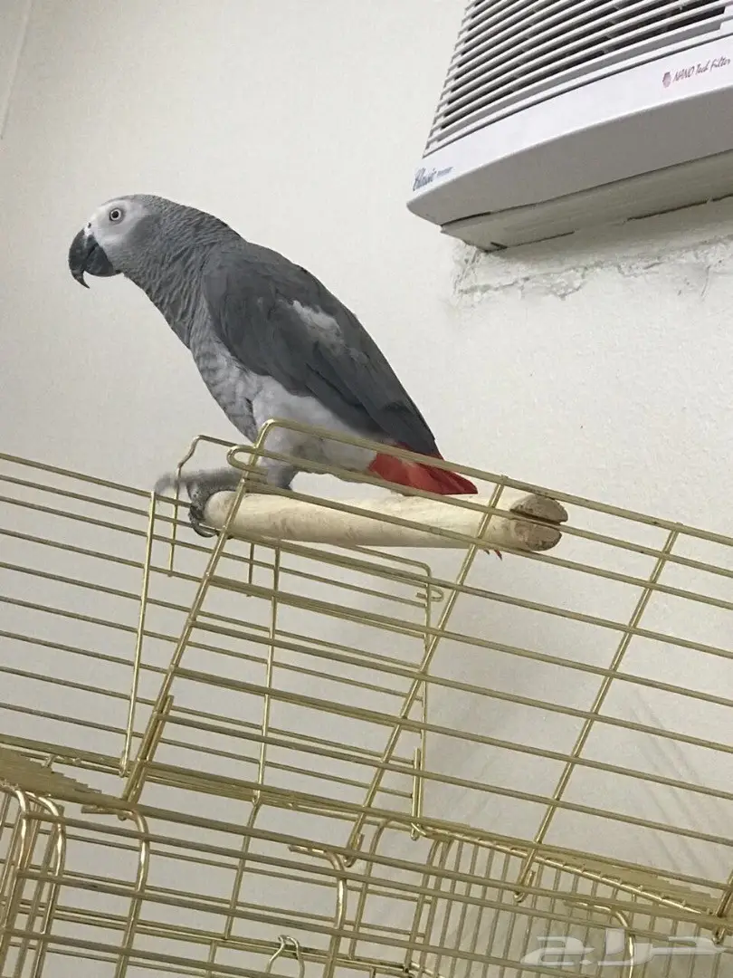 كاسكو افريقي  (image 3)