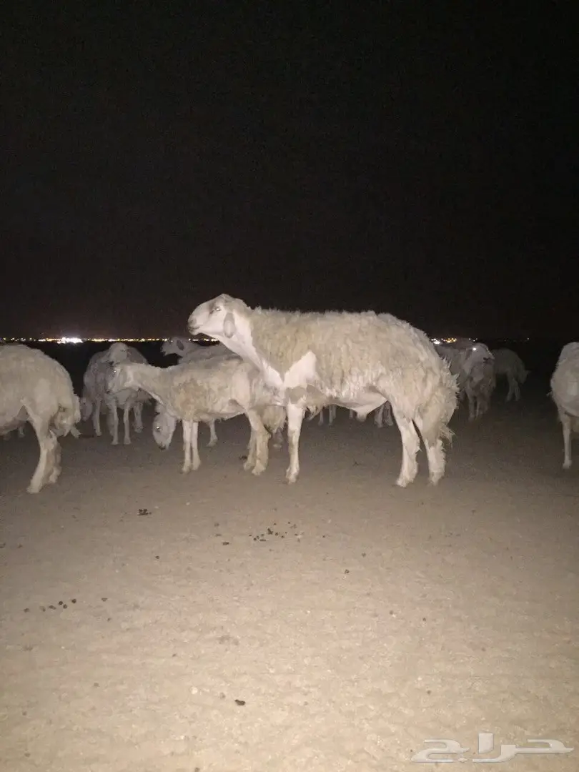 للبيع  غنم حريه طيبه بالحيل فوق المقنوي 