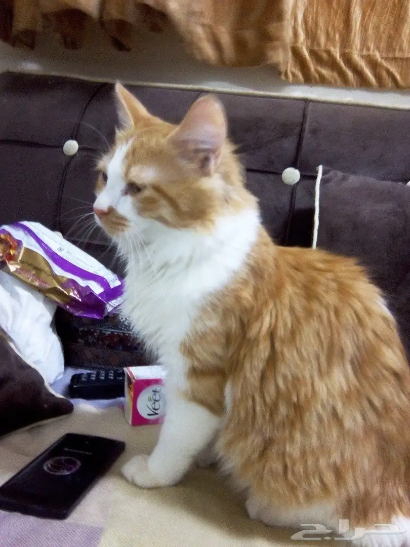 فحل ذكر شيرازي 