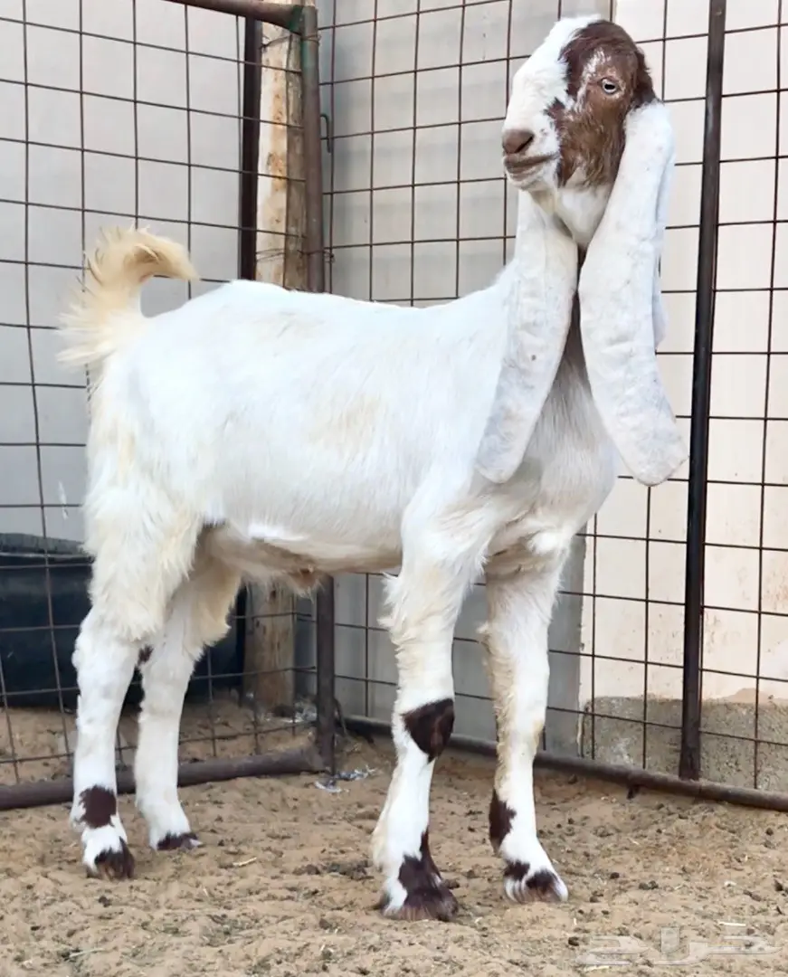 مشروع فحل كايف على عز  (image 1)