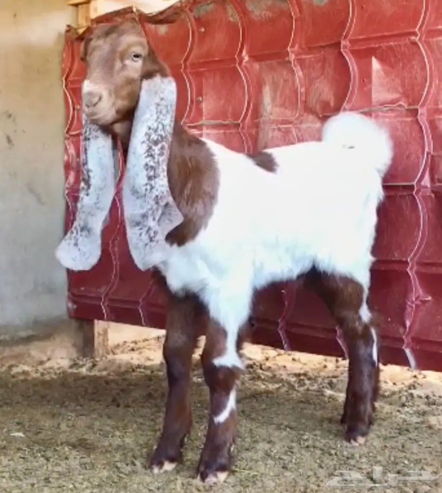 مشروع فحل على رمز (image 1)