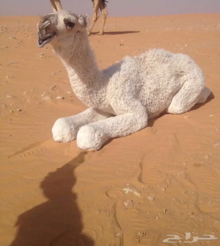 للبيع بكره باتليه 