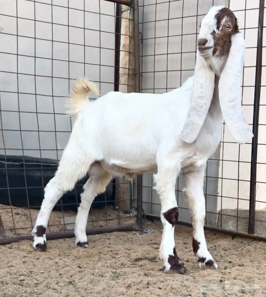 مشروع فحل كايف على عز  (image 3)