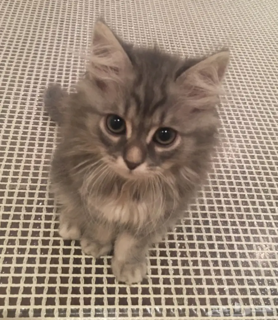 قط كيتن ذكر للبيع