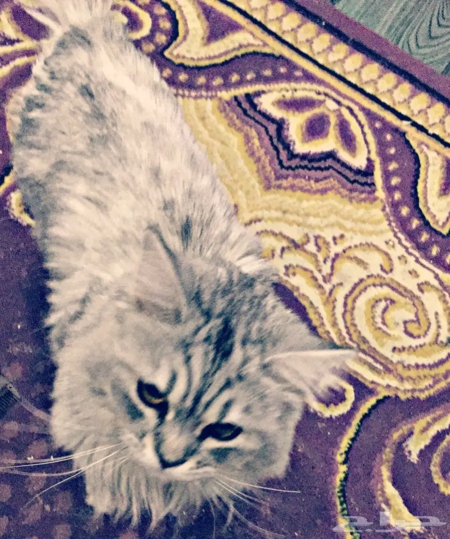 للبيع جمله (image 3)