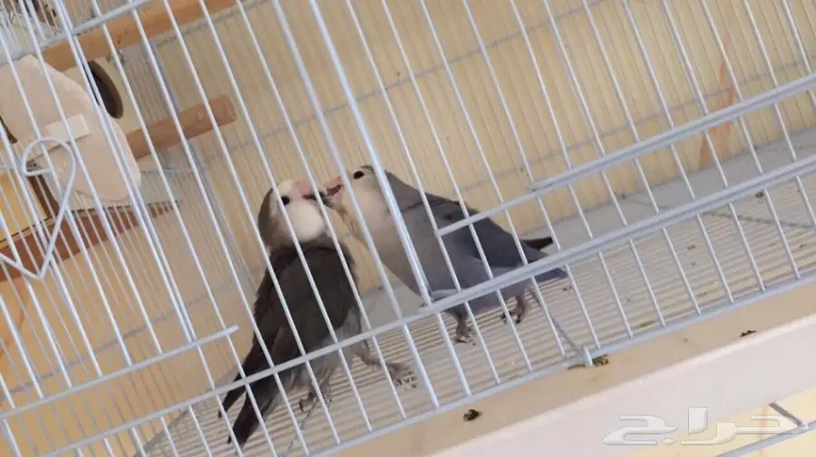 جوز روز بفروخه 