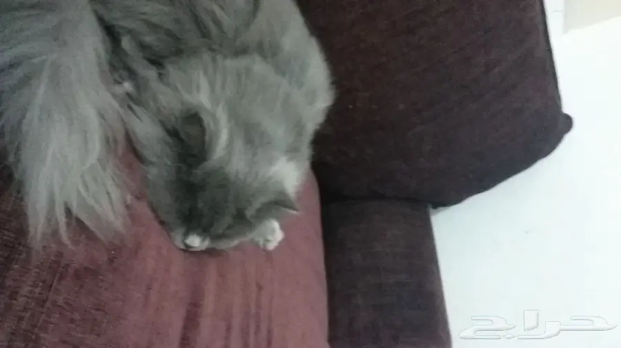 قطتين ممتازين للبيع