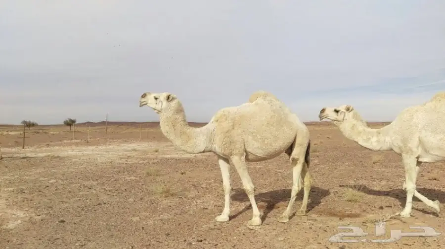 ابل للبيع مدينة حائل