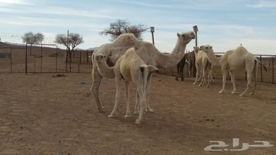 ابل للبيع مدينة حائل (image 4)