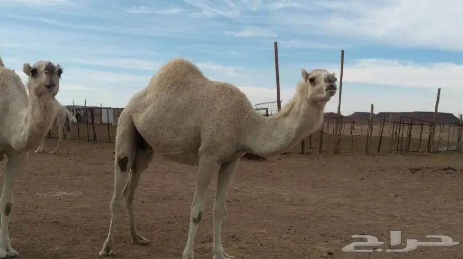 ابل للبيع مدينة حائل (image 7)