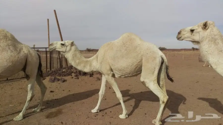 ابل للبيع مدينة حائل (image 8)