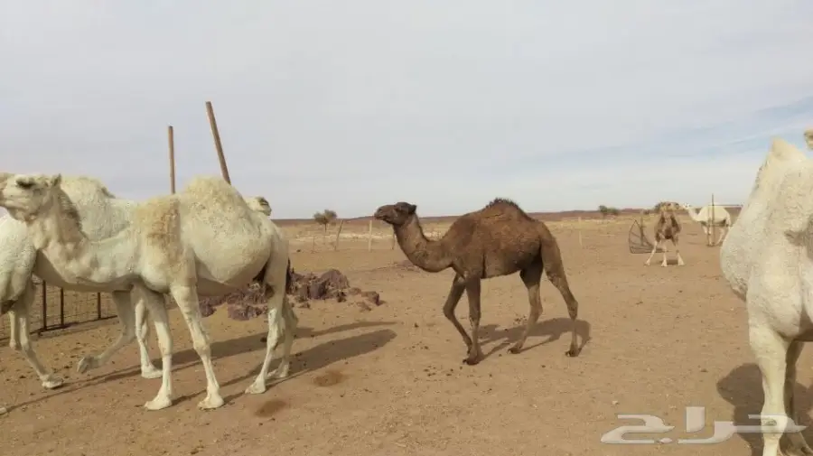 ابل للبيع مدينة حائل (image 9)