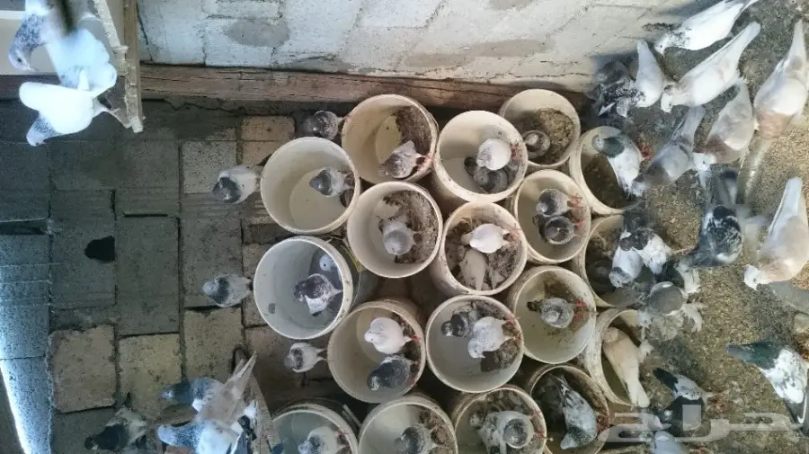 للبيع حمام باكستاني تيدي وقولدن  (image 18)