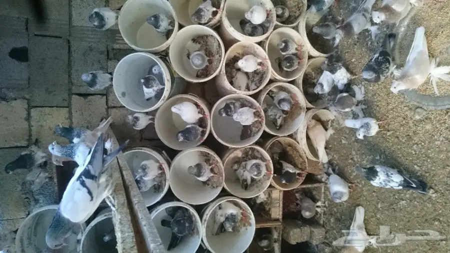 للبيع حمام باكستاني تيدي وقولدن  (image 19)