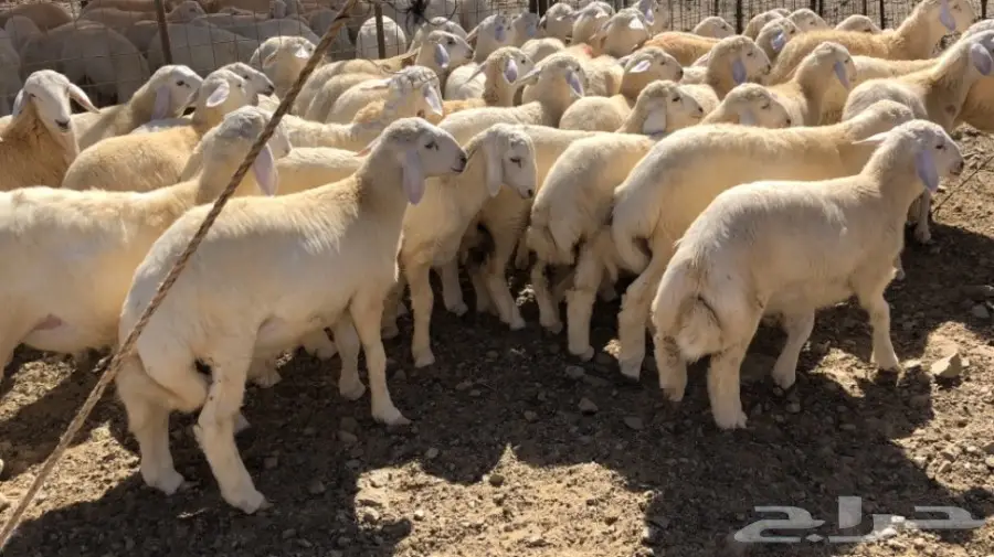 بهم حري نظيف 