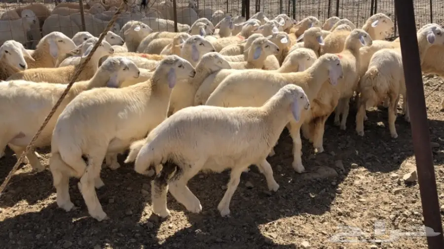 بهم حري نظيف  (image 1)