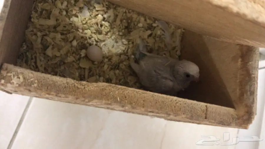 باجي منتج (image 1)