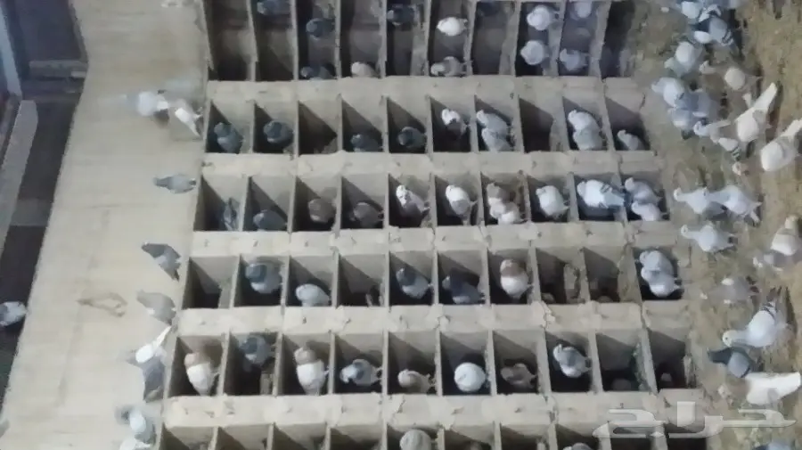 حمام زاجل  (image 1)