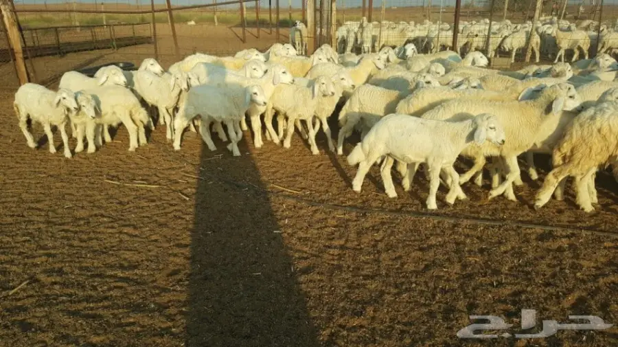   طليان ورخال حريه للبيع الموقع القنفذه