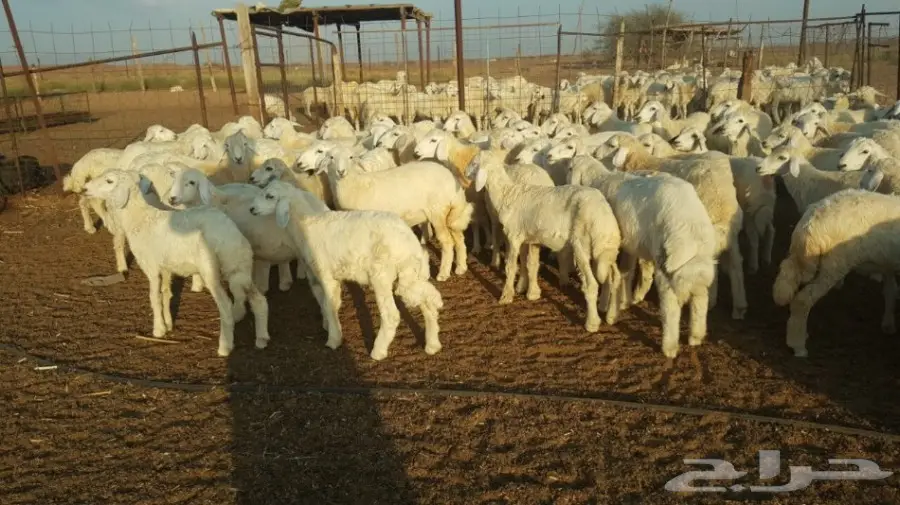   طليان ورخال حريه للبيع الموقع القنفذه (image 5)