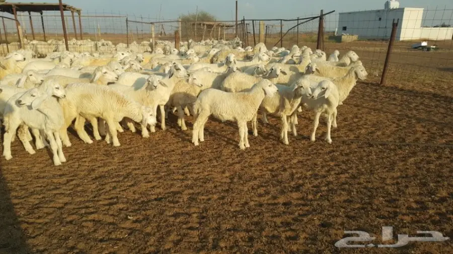   طليان ورخال حريه للبيع الموقع القنفذه (image 6)