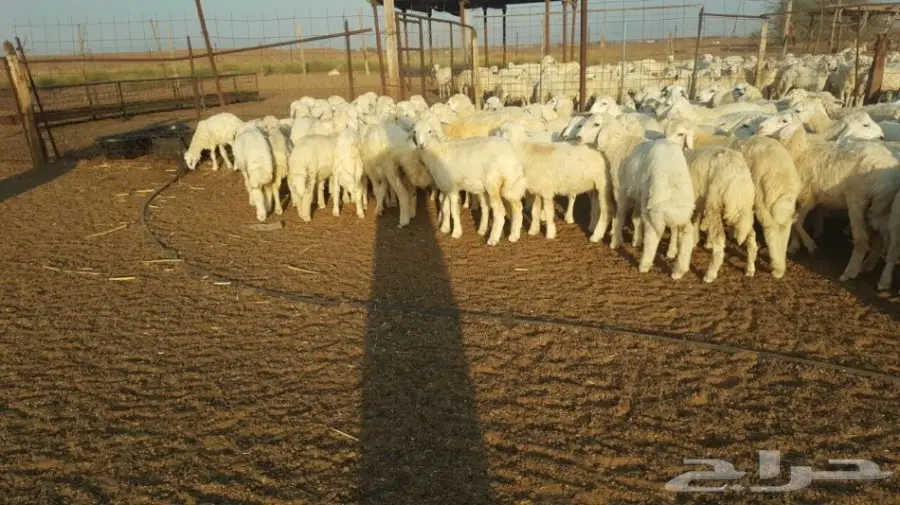   طليان ورخال حريه للبيع الموقع القنفذه (image 7)