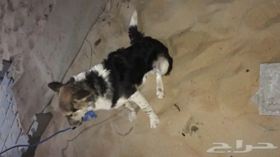 كلب هاسكي (image 1)