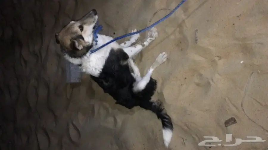 كلب هاسكي (image 2)