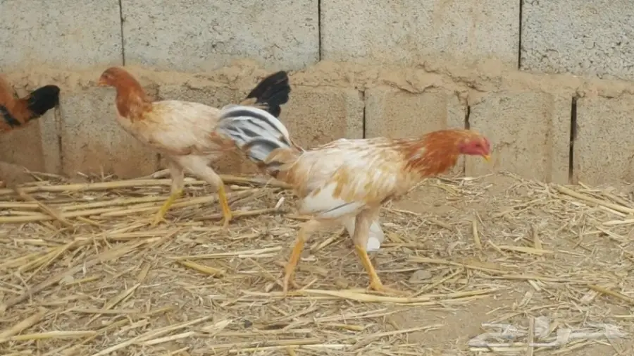 دجاج باكستاني (image 1)