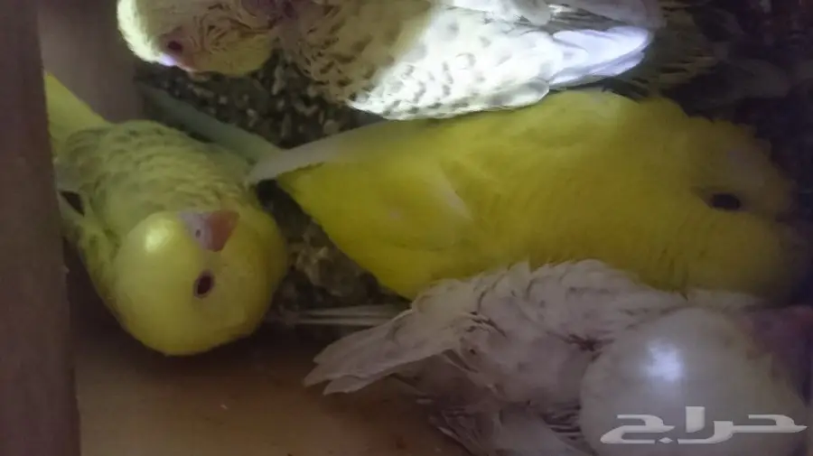 جوز فالو مع ثلاث فروخ  (image 2)