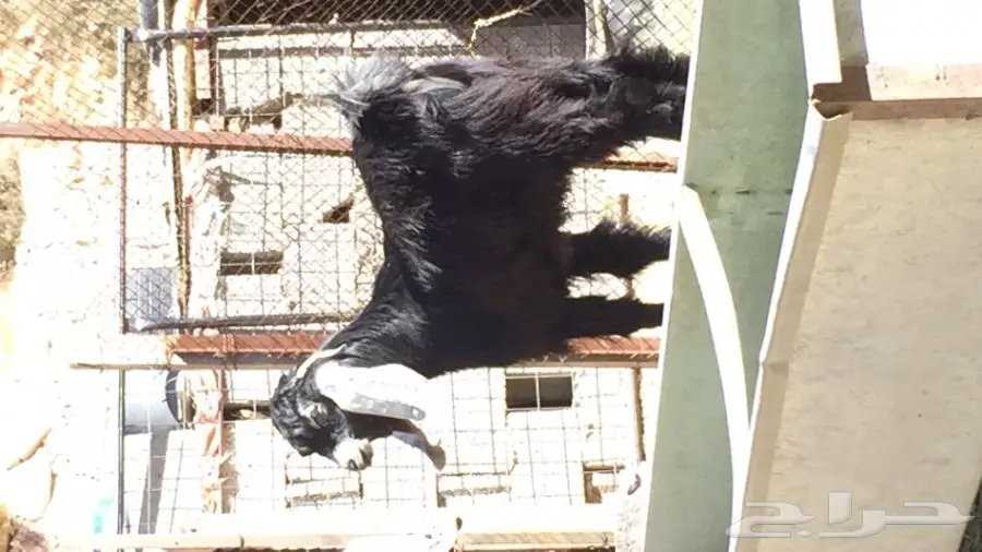 تيس عارضي صنف الصنف معرف