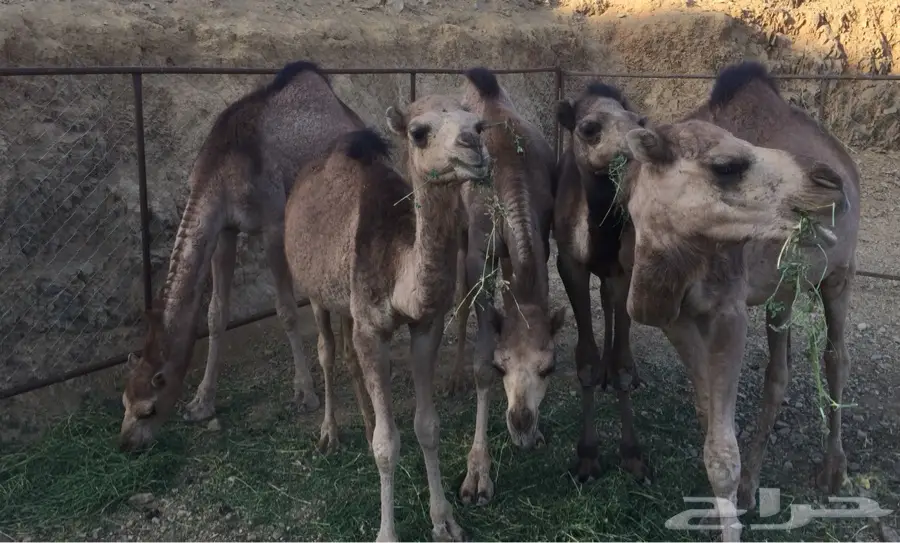 غامد الزناد (image 1)